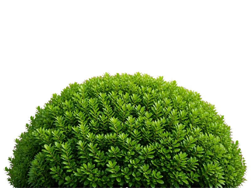 A shrub